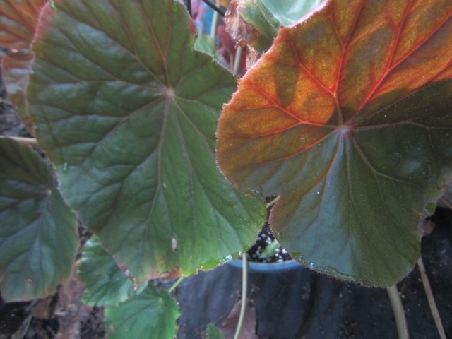B. ‘Harvest Moon’